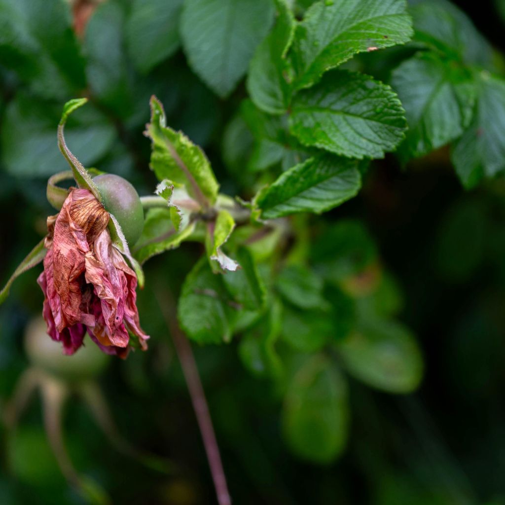 Návrh bez názvu (40)